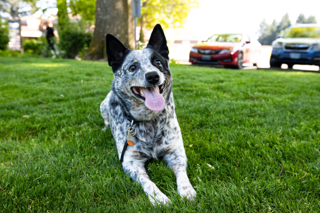 Mojo, a happy black-and-white speckled dog with pointed ears, lies on green grass with his tongue out, looking up with a joyful expression.